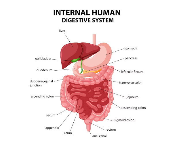 7 main parts of digestive system